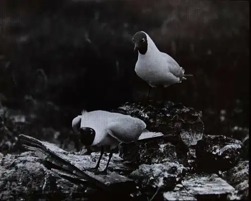 Stoedtner, Vögel. 15 GLASDIAS 1920 - DIAS - ORNITHOLOGIE - VOGELKUNDE - ZOOLOGIE