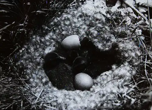 Stoedtner, Vögel. 15 GLASDIAS 1920 - DIAS - ORNITHOLOGIE - VOGELKUNDE - ZOOLOGIE