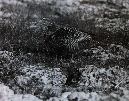 Stoedtner, Vögel. 15 GLASDIAS 1920 - DIAS - ORNITHOLOGIE - VOGELKUNDE - ZOOLOGIE