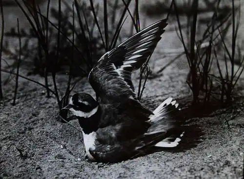 Stoedtner, Vögel. 15 GLASDIAS 1920 - DIAS - ORNITHOLOGIE - VOGELKUNDE - ZOOLOGIE