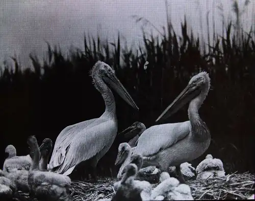 Stoedtner, Vögel. 15 GLASDIAS 1920 - DIAS - ORNITHOLOGIE - VOGELKUNDE - ZOOLOGIE