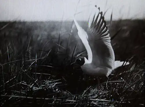 Stoedtner, Vögel. 15 GLASDIAS 1920 - DIAS - ORNITHOLOGIE - VOGELKUNDE - ZOOLOGIE