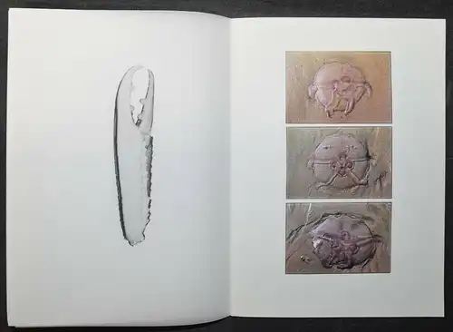 UWE WALTER, MEDUSEN - 1996 - FOSSILIEN - VERSTEINERUNGEN MEERESTIERE MEDUSA