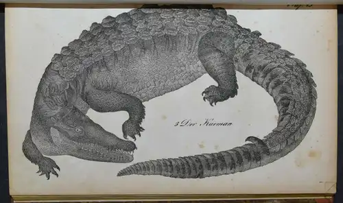 BUHLE, AMPHIBIEN - UM 1835 - ZOOLOGIE ECHSEN SCHLANGEN KRIECHTIERE LURCHE