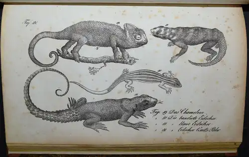 BUHLE, AMPHIBIEN - UM 1835 - ZOOLOGIE ECHSEN SCHLANGEN KRIECHTIERE LURCHE