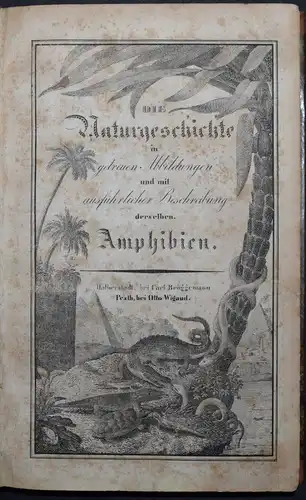 BUHLE, AMPHIBIEN - UM 1835 - ZOOLOGIE ECHSEN SCHLANGEN KRIECHTIERE LURCHE