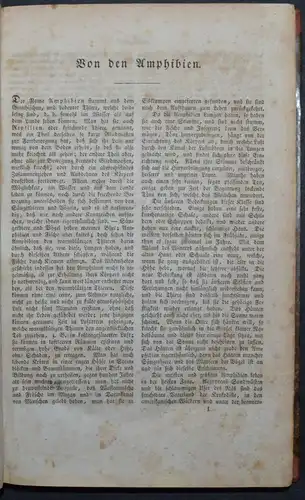 BUHLE, AMPHIBIEN - UM 1835 - ZOOLOGIE ECHSEN SCHLANGEN KRIECHTIERE LURCHE