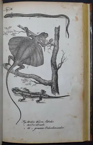 BUHLE, AMPHIBIEN - UM 1835 - ZOOLOGIE ECHSEN SCHLANGEN KRIECHTIERE LURCHE