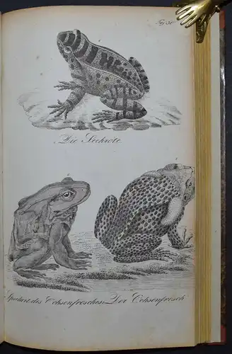 BUHLE, AMPHIBIEN - UM 1835 - ZOOLOGIE ECHSEN SCHLANGEN KRIECHTIERE LURCHE