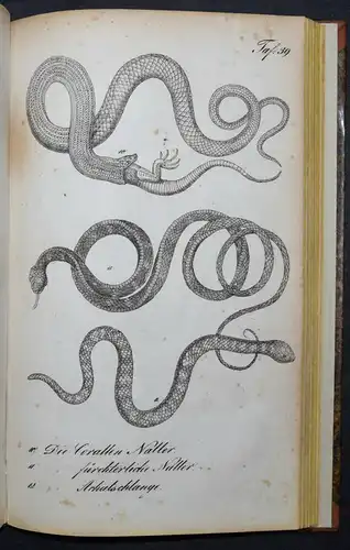 BUHLE, AMPHIBIEN - UM 1835 - ZOOLOGIE ECHSEN SCHLANGEN KRIECHTIERE LURCHE