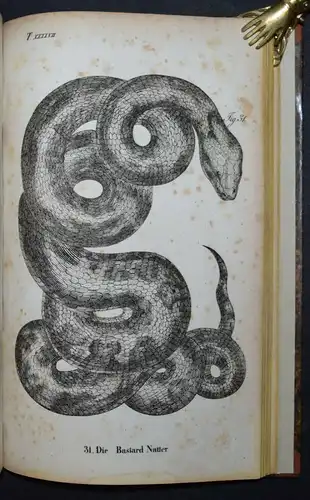 BUHLE, AMPHIBIEN - UM 1835 - ZOOLOGIE ECHSEN SCHLANGEN KRIECHTIERE LURCHE