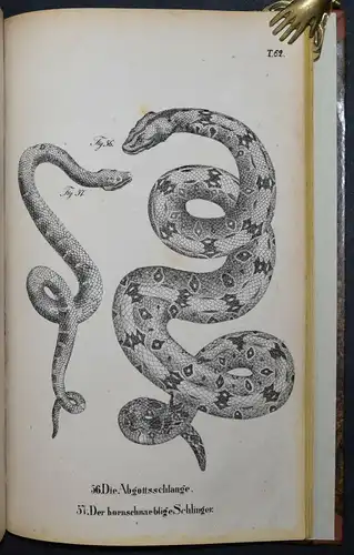 BUHLE, AMPHIBIEN - UM 1835 - ZOOLOGIE ECHSEN SCHLANGEN KRIECHTIERE LURCHE