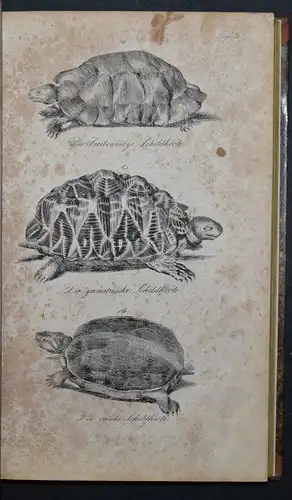 BUHLE, AMPHIBIEN - UM 1835 - ZOOLOGIE ECHSEN SCHLANGEN KRIECHTIERE LURCHE