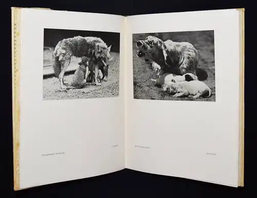 Bellmer – Heilborn, Das Tier im Bild - ERSTE AUSGABE TIERPHOTOGRAPHIE ZOOLOGIE