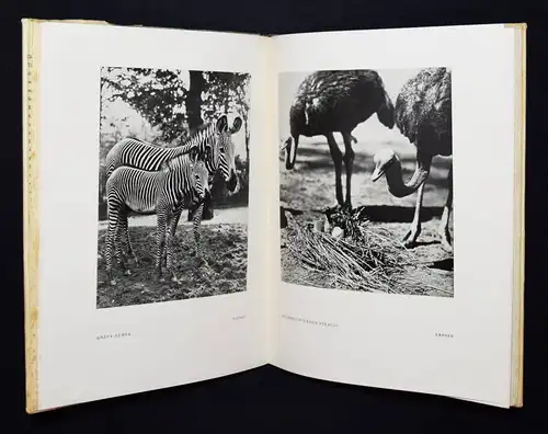 Bellmer – Heilborn, Das Tier im Bild - ERSTE AUSGABE TIERPHOTOGRAPHIE ZOOLOGIE