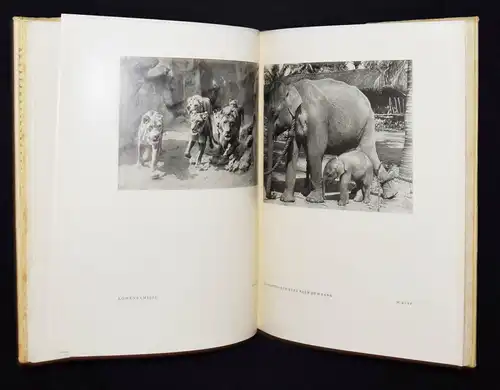 Bellmer – Heilborn, Das Tier im Bild - ERSTE AUSGABE TIERPHOTOGRAPHIE ZOOLOGIE