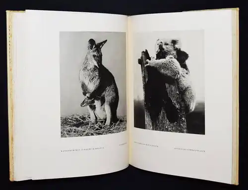 Bellmer – Heilborn, Das Tier im Bild - ERSTE AUSGABE TIERPHOTOGRAPHIE ZOOLOGIE