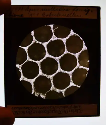 GLASDIAS - Bienen – Stoedtner, Honigbiene. 11 Glasdias - ZOOLOGIE - INSEKTEN