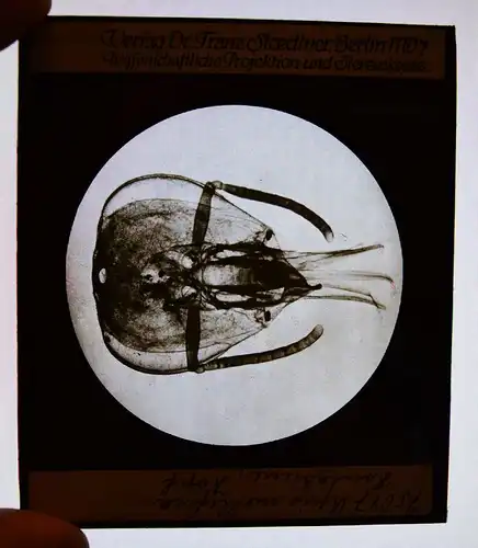 GLASDIAS - Bienen – Stoedtner, Honigbiene. 11 Glasdias - ZOOLOGIE - INSEKTEN