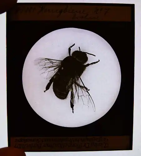 GLASDIAS - Bienen – Stoedtner, Honigbiene. 11 Glasdias - ZOOLOGIE - INSEKTEN