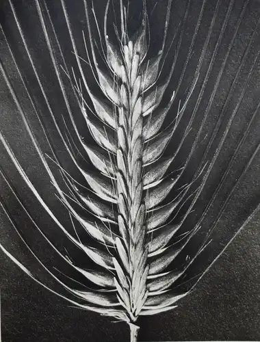 Karl Blossfeldt. Wundergarten der Natur - 1932 - BOTANIK