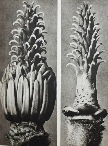 Karl Blossfeldt. Wundergarten der Natur - 1932 - BOTANIK