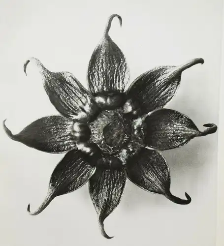 Karl Blossfeldt. Wundergarten der Natur - 1932 - BOTANIK