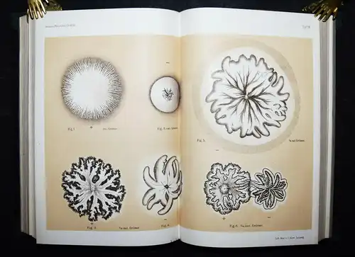 PHYSIK - Max Planck, Verdampfen, Schmelzen und Sublimiren 1882 ERSTE AUSGABE