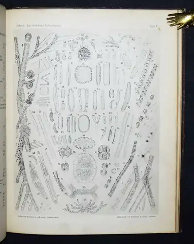 Eyferth, Die einfachsten Lebensformen des Thier- und Pflanzenreiches 1885