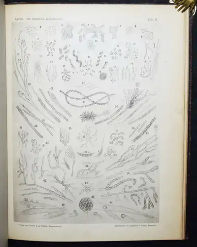 Eyferth, Die einfachsten Lebensformen des Thier- und Pflanzenreiches 1885