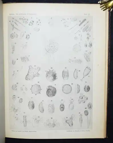 Eyferth, Die einfachsten Lebensformen des Thier- und Pflanzenreiches 1885