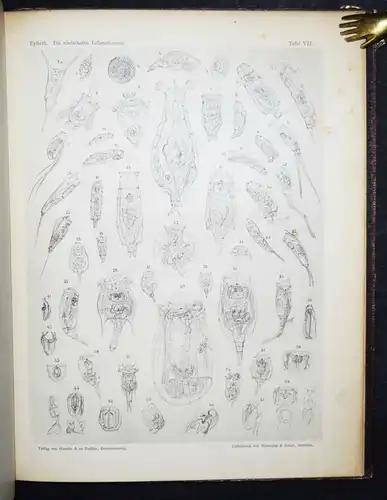 Eyferth, Die einfachsten Lebensformen des Thier- und Pflanzenreiches 1885