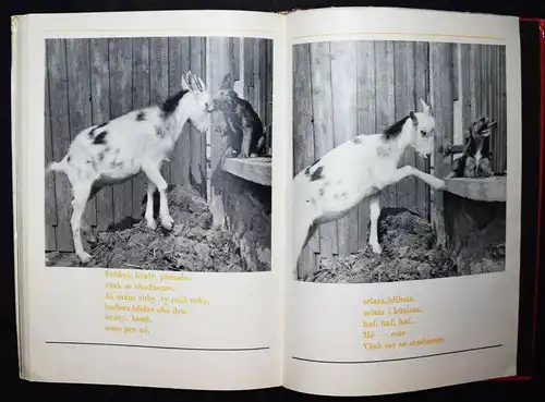 Hrubin, Dobry den, Slunicko 1971 TIERFOTOGRAFIE KATZEN HUNDE Photobilderbuch