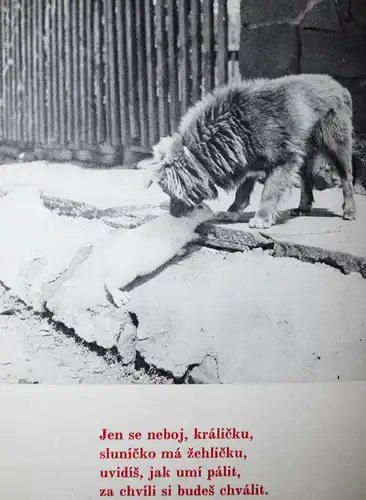 Hrubin, Dobry den, Slunicko 1971 TIERFOTOGRAFIE KATZEN HUNDE Photobilderbuch