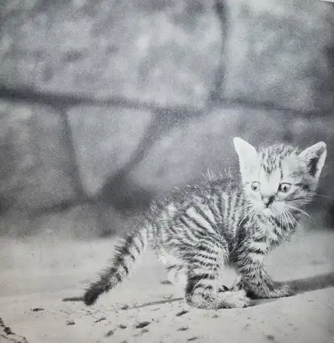 Hrubin, Dobry den, Slunicko 1971 TIERFOTOGRAFIE KATZEN HUNDE Photobilderbuch