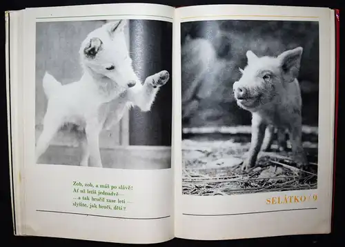 Hrubin, Dobry den, Slunicko 1971 TIERFOTOGRAFIE KATZEN HUNDE Photobilderbuch