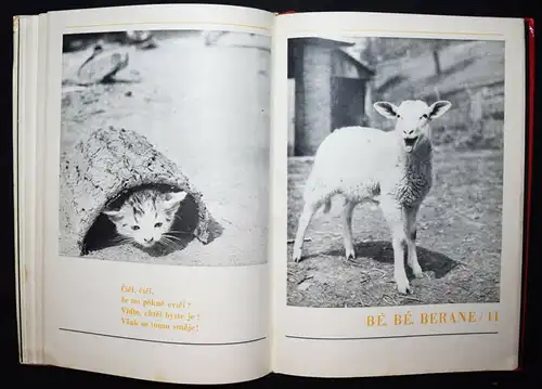 Hrubin, Dobry den, Slunicko 1971 TIERFOTOGRAFIE KATZEN HUNDE Photobilderbuch