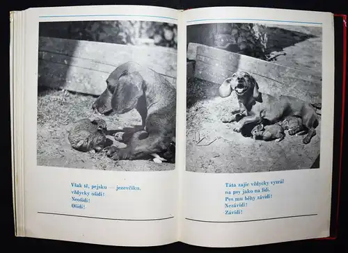 Hrubin, Dobry den, Slunicko 1971 TIERFOTOGRAFIE KATZEN HUNDE Photobilderbuch