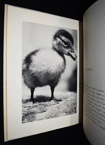 Dietrich, Terre - 1936 EINZIGE AUSGABE - TIERFOTOGRAFIE TIERE PFERDE