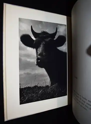 Dietrich, Terre - 1936 EINZIGE AUSGABE - TIERFOTOGRAFIE TIERE PFERDE