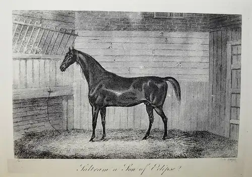 Taunton, Portraits of celebrated racehorses...1887 PFERD PFERDE REITSPORT