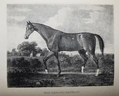 Taunton, Portraits of celebrated racehorses...1887 PFERD PFERDE REITSPORT