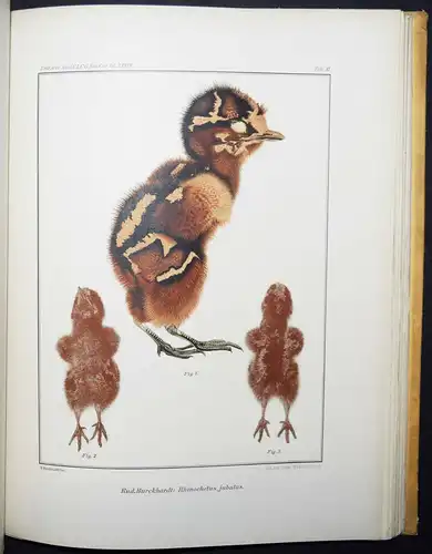 ORNITHOLOGIE - 1901 - VÖGEL INSEKTEN - ZOOLOGIE - Nova Acta, 77. Band