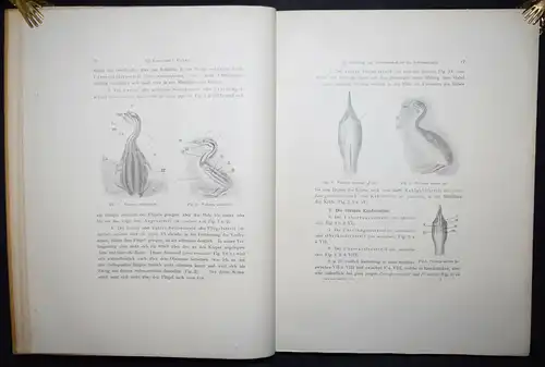 ORNITHOLOGIE - 1901 - VÖGEL INSEKTEN - ZOOLOGIE - Nova Acta, 77. Band