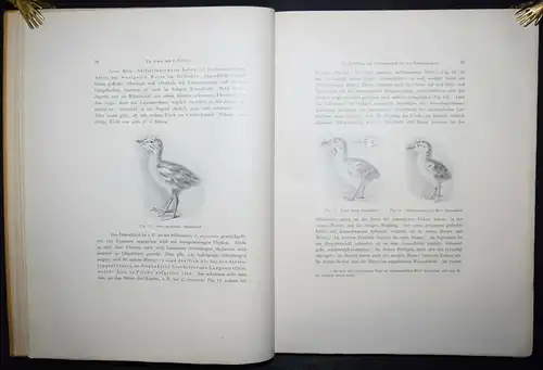 ORNITHOLOGIE - 1901 - VÖGEL INSEKTEN - ZOOLOGIE - Nova Acta, 77. Band