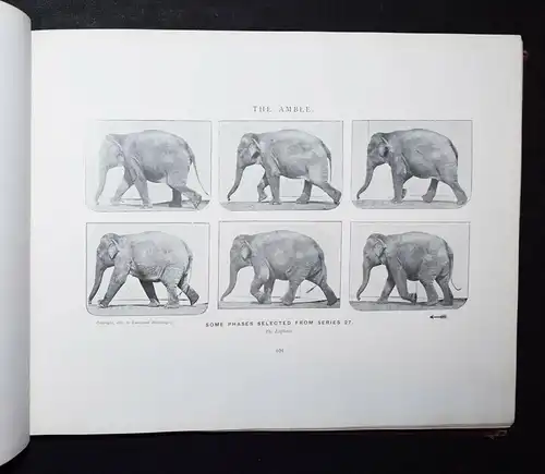 Muybridge, Animals in motion - 1902 - KINEMATOGRAPHIE CINEMATOGRAPHY