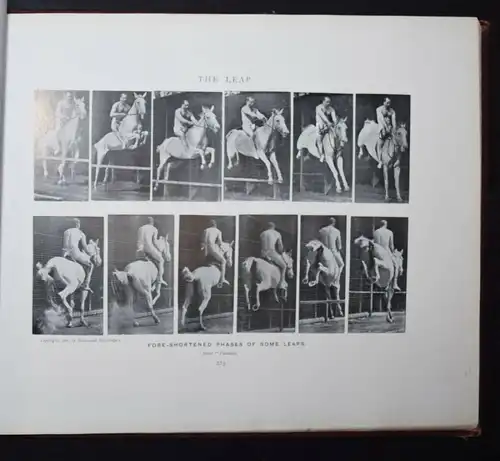 Muybridge, Animals in motion - 1902 - KINEMATOGRAPHIE CINEMATOGRAPHY