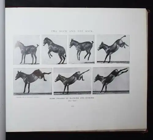 Muybridge, Animals in motion - 1902 - KINEMATOGRAPHIE CINEMATOGRAPHY