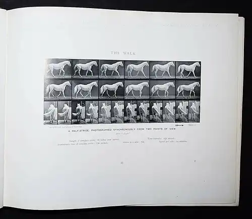 Muybridge, Animals in motion - 1902 - KINEMATOGRAPHIE CINEMATOGRAPHY