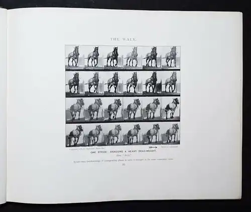 Muybridge, Animals in motion - 1902 - KINEMATOGRAPHIE CINEMATOGRAPHY